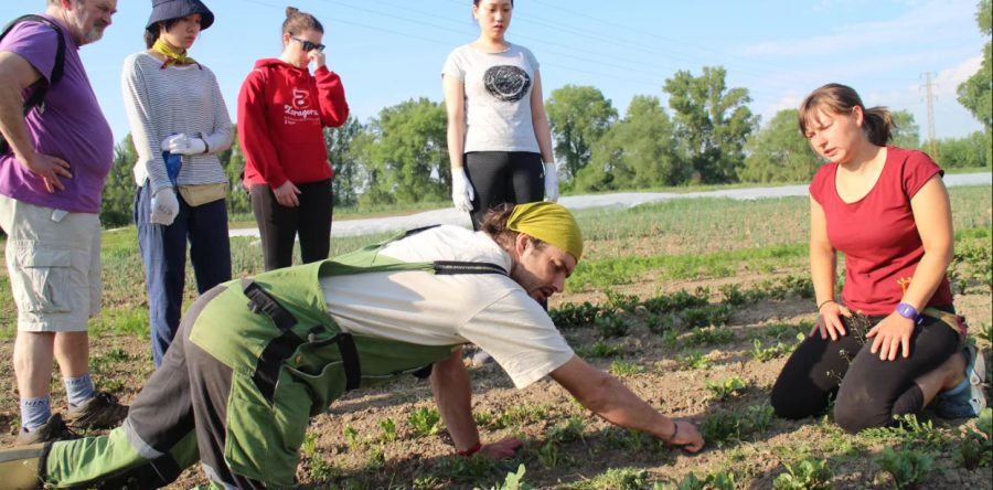 Mezinárodní dobrovolnický tým podruhé toto léto pomáhá místní farmě se sklizní